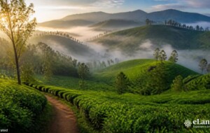 Belwood Sri Lanka