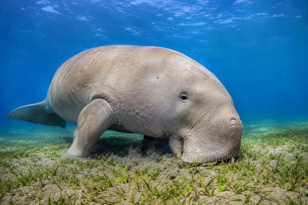 Sea Cows