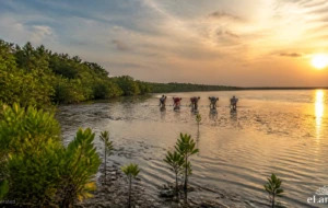 Mullaitivu mangrove restoration