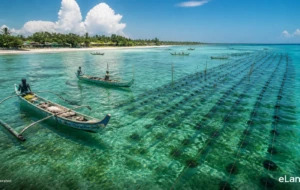 Sea cucumber aquaculture Sri Lanka