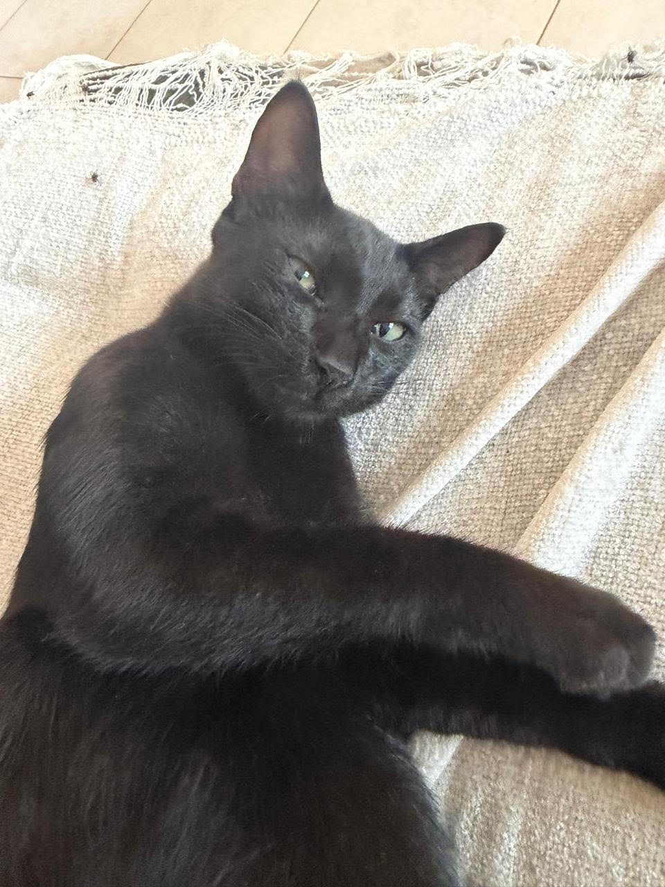 Black Cat