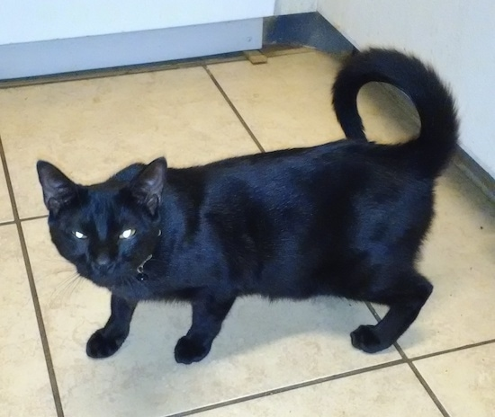The Fascinating Role of Black Cats in Sparking Human Imagination and Curiosity-by Gamini Kariyawasam 02