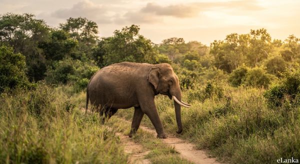 Sri Lanka’s Wild in Photographic Depth & Splendour