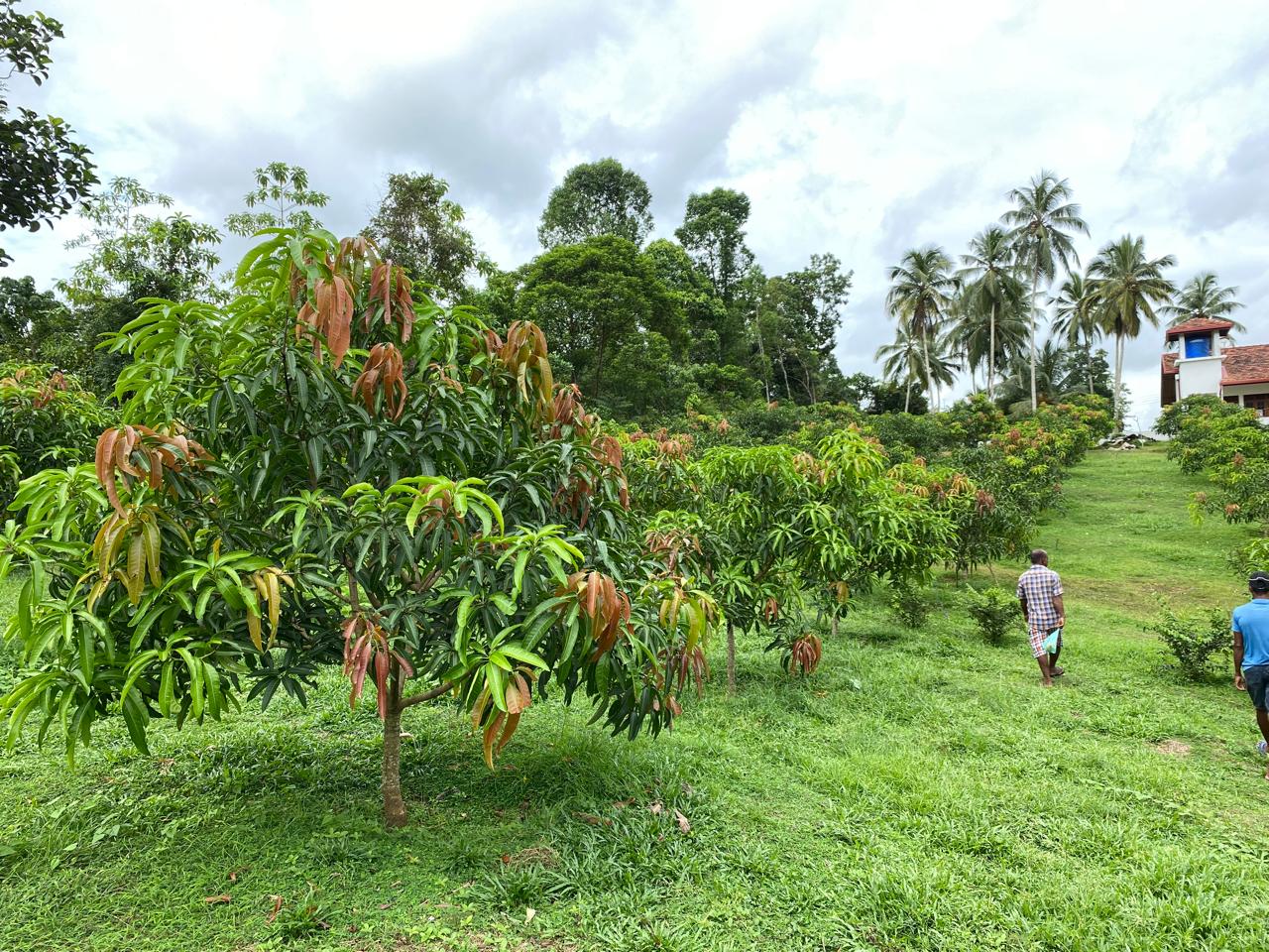 Greenhouse in Horana