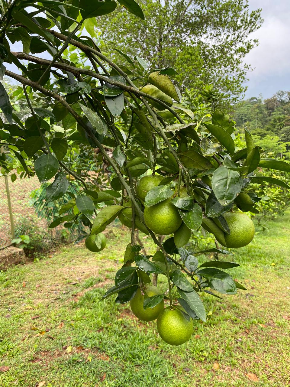Mango plantation Horana