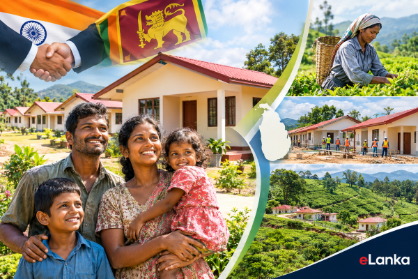 Forgotten Backbone of Ceylon Tea